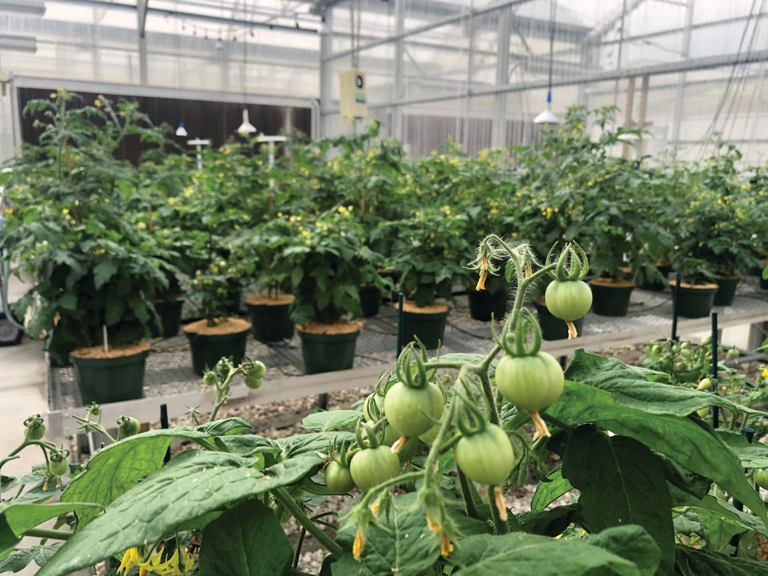 UF professors Celina Gomez and Paul Fisher are researching and educating the public about the best varieties of tomatoes, strawberries and more to grow indoors.